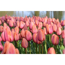 Тюльпан Apricot Impression (x5) ,размер 10/11